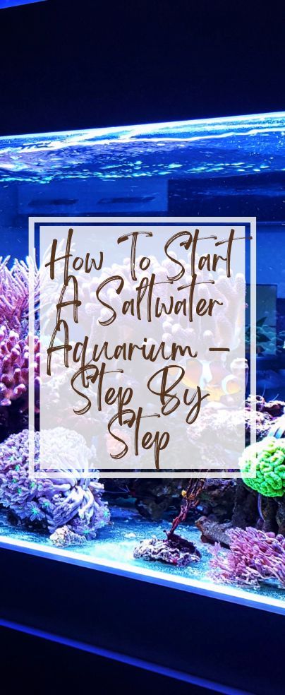 Diy Saltwater Aquarium, 40 Gallon Saltwater Aquarium, Micro Saltwater Aquarium, 10 Gallon Salt Water Tank, Fish Tank Saltwater, Small Salt Water Aquarium, Small Saltwater Aquarium, Salt Water Fish Tank Ideas Living Rooms, Saltwater Tank Ideas