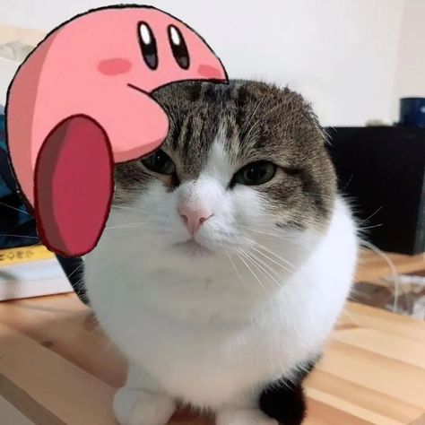 Kirby Eating Watermelon, Kirby Template, Kirby Memes Funny, Kirby Holding A Knife, Cat Kirby, Kirby Random, Eat Meme, Kirby Meme, Kirby Eating