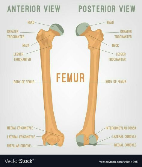 Femur Bone Anatomy, Femur Anatomy, Femur Bone, Human Biology, Anatomy Bones, Medical Books, Basic Anatomy And Physiology, Nurse Study Notes, Brain Anatomy