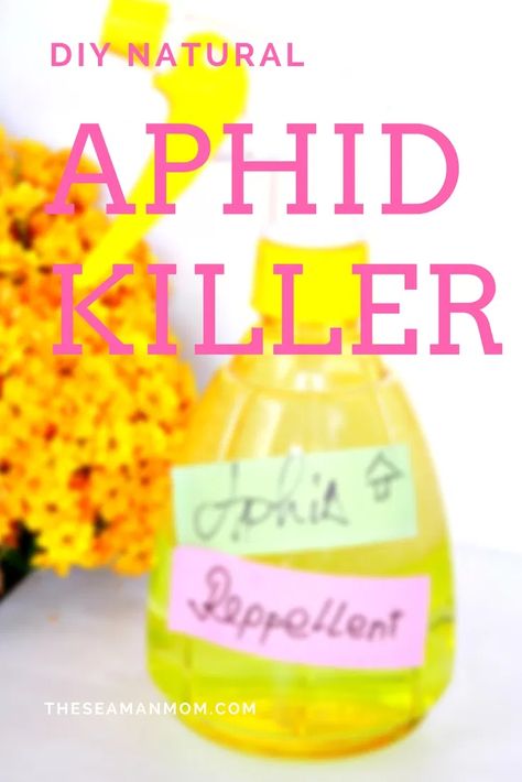 Aphid Spray Homemade, Bug Spray For Plants, Aphid Spray, Diy Projects For Couples, Get Rid Of Aphids, Natural Insecticide, Tattoo Plant, Insect Spray, Plant Pests