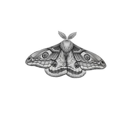 Moth Tattoo Arm, Silk Moth Tattoo, Moth Tattoo Closed Wings, Moth Closed Wings Tattoo, Detailed Moth Tattoo, Moth Sketch Tattoo, Black And Gray Moth Tattoo, Moth Tattoo Dotwork, Moutain Tattoos