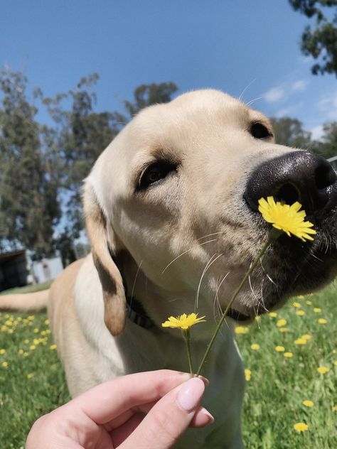 Yellow Labs Dogs, Yellow Lab Aesthetic, Dog Moodboard, Dog Therian, Irish Wolfhound Dogs, Labrador Mom, Yellow Labrador Retriever, Lab Puppy, Lab Dogs