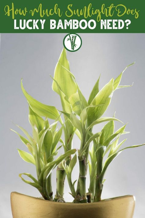 lucky bamboo in sunlight with a text above: How much sunlight does Lucky Bamboo need? Indoor Bamboo, Dracaena Sanderiana, Lucky Bamboo Plants, Tropical Africa, Bamboo Light, Lucky Bamboo, Bamboo Plants, Photosynthesis, Grow Lights