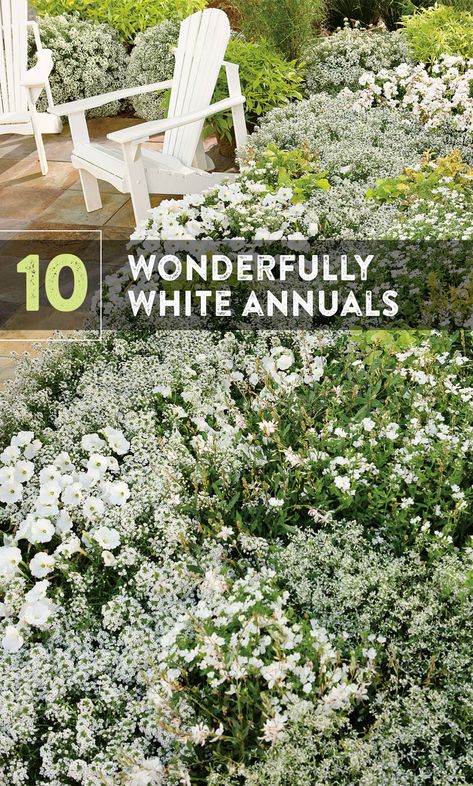 White Flower Front Yard Landscaping, White Trailing Flowers, White Flowers In Garden, White Cottage Garden Flowers, Potted White Flowers, Landscaping With White Flowers, White House With Landscaping, Pink And White Landscaping, White Pot Plants Outdoor