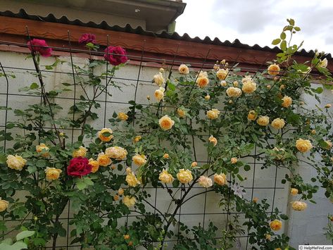 'Crown Princess Margareta ' Rose Photo Crown Princess Margarita Rose, Crown Princess Margareta, Rose Crown, Rose Photo, Rose Photos, Crown Princess, Rose Garden, The Rose, Backyard Garden