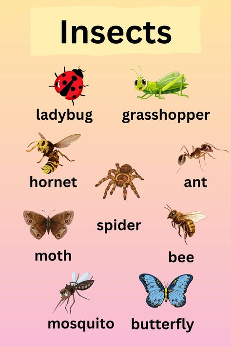 Names of Insects in English | English vocabulary Insects Names, Circulatory System, My Photo Gallery, Art Activities, English Vocabulary, Ants, Vocabulary, Photo Gallery, Insects