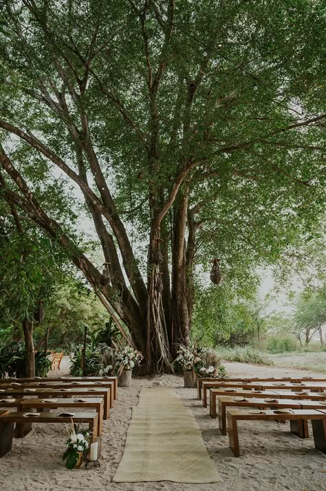 Beach Wedding Ceremony Under Giant Palm Tree with Wooden Benches, Gold Details, Green Palms, and Dried Pampas #weddingceremony #ceremony #beachwedding #beachweddingideas #beachweddinginspo #outdoorwedding #destinationwedding #beachweddingceremony #ceremonyaltar #woodenbenches #happilyeverafter #ceremonydecor #weddingflorals #weddingaisle #weddingarch #weddingseating #weddingsetup #weddingdecor #weddingdesign #weddingdetails #weddingvenue #beachweddingvenue Wedding Ceremony On Gravel, Wood Bench Wedding, Wedding Ceremony Bench Seating, Micro Wedding Ceremony Seating, Wooden Benches Outdoor Wedding, Wedding Benches Seating Outdoor Ceremony, Wooden Benches Wedding, Bench Ceremony Seating, Wooden Bench Wedding