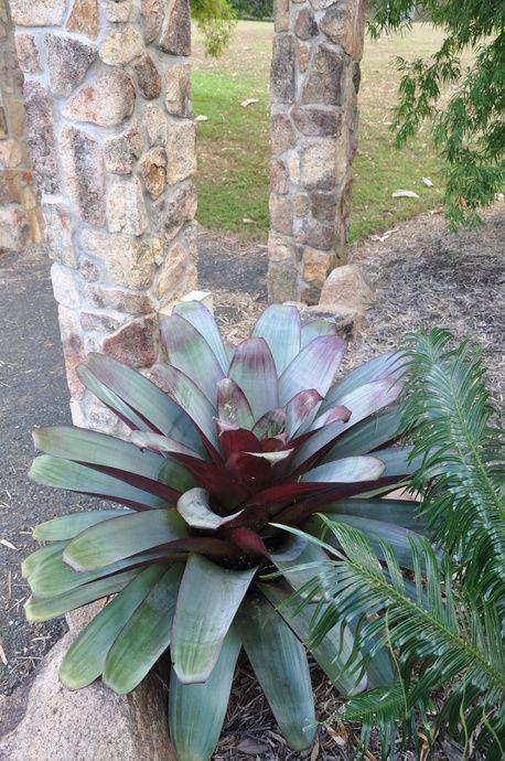 Alcantarea Imperialis, Planting For Kids, Indoor Bonsai Tree, Bonsai Soil, Indoor Bonsai, Large Flower Pots, Long Bed, Fan Palm, Crassula Ovata