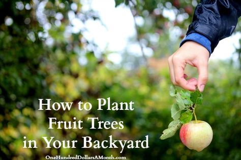 How to Plant Fruit Trees in Your Backyard Plant Fruit Trees, Planting Apple Trees, Gardening Inside, Planting Fruit Trees, Prune Fruit, Pruning Fruit Trees, Cold Frames, Homesteading Ideas, Homegrown Food