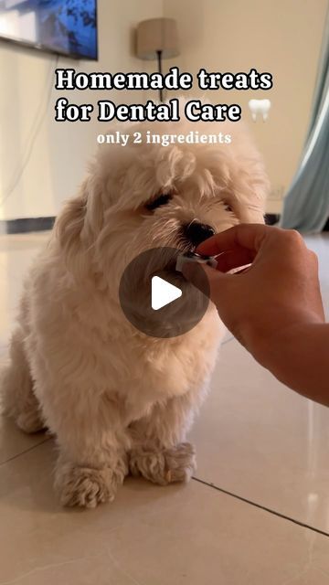 How To Clean Dogs Teeth, Cold Pressed Coconut Oil, Coconut Oil For Dogs, Coconut Milk Recipes, Dog Teeth Cleaning, Teeth Health, Treat Recipes, Dogs Tee, Dog Items