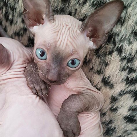 Sphynxlair.com : Photo Hairless Cat Sphynx, Cute Hairless Cat, Hairless Cats, Sphinx Cat, Hairless Cat, Sphynx Cat, Cat Facts, Cute Cats And Kittens, Sphynx