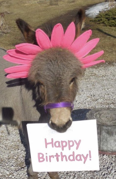 Donkey Happy Birthday, Happy Birthday Animals Funny, Donkey Birthday, Happy Birthday Google, Sticker Ig, Mini Donkeys, Donkey Funny, Birthday Greeting Message, Miniature Donkeys