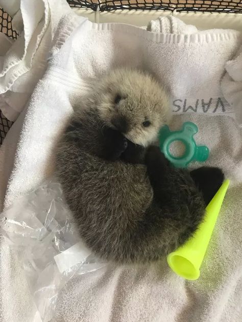 Sea Otter, Otters, Stuffed Animal