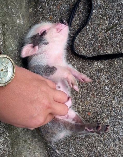 Micro Pigs, Teacup Pigs, Pig Pictures, Cute Piglets, Tummy Ache, Mini Pigs, Pet Pigs, Baby Animals Pictures