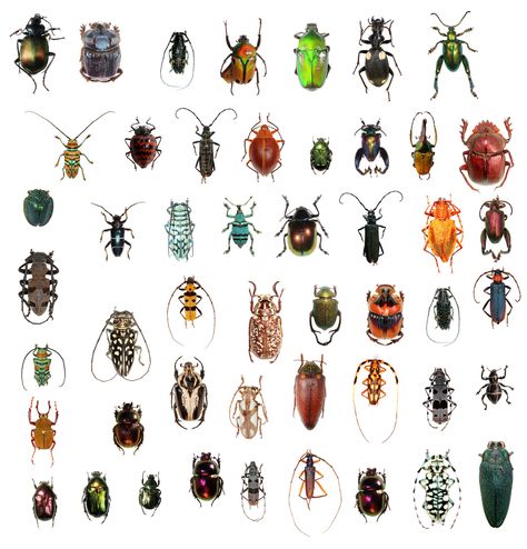 Parasitic Wasp Species May Outnumber Beetle Species : NPR Indonesian Rainforest, Beetle Collection, Dragonfly Eyes, Bug Identification, Insect Species, Types Of Insects, Beetle Insect, Spring Animals, Cool Bugs