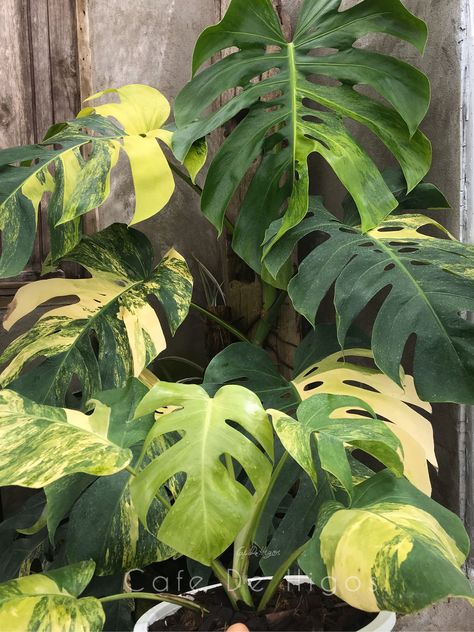 Monstera Borsigiana, Monstera Standleyana Variegata, Philodendron Golden Dragon, Philodendron Micans Variegated, Syngonium Fantasy Plant, Monstera Thai Constellation, Green Nature Wallpaper, Variegated Monstera, Thai Constellation