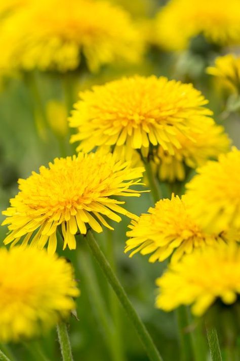 Dandelion Wreath, Yellow Aesthetic Pastel, Dandelion Yellow, Yellow Theme, Dandelion Flower, Belle Rose, Yellow Aesthetic, The Meadows, Edible Flowers