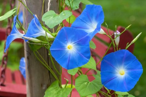 Ipomoea Tricolor, Plan A Garden, Morning Glory Seeds, Climber Plants, Electronics Organization, Sunny Flowers, September Birth Flower, Watering Flowers, Blue Morning Glory