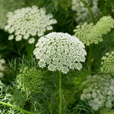 Ammi Flower, Ammi Visnaga, White Flower Farm, Garden Decor Items, Dried Bouquet, Side Garden, May Weddings, Queen Annes Lace, Flower Photography