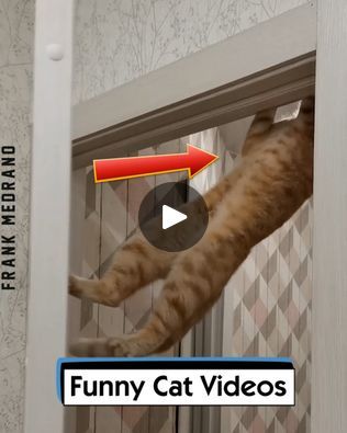 Cat Attacking, Cat Videos Funny, Monica Brant, Cat Fails, Cat Attack, Funny Cat Videos, Cat Gif, Funny Cat, Videos Funny