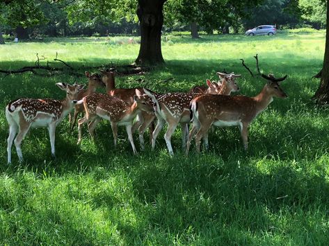 Dotty deer Richmond Park London Deer Park Delhi, Richmond Park London Deer, Richmond Park, London Park, Summer Days, Deer, Around The Worlds, London, Animals