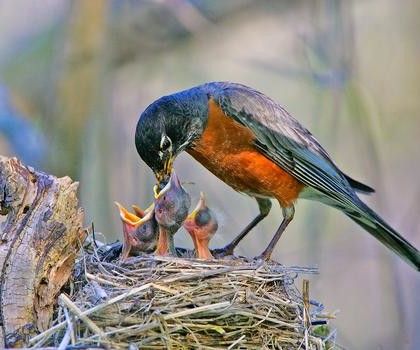 Cover Crops, Mother Bird, Clay Birds, National Wildlife Federation, American Robin, Bird Feeding, Robin Bird, Types Of Animals, Art Gallery Wallpaper