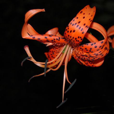 Exotic flower at night Tiger Lily Plant, Language Of Flowers, Tiger Lily, African Violets, Unique Flowers, Dreamy Art, Exotic Flowers, Types Of Flowers, Lily Of The Valley