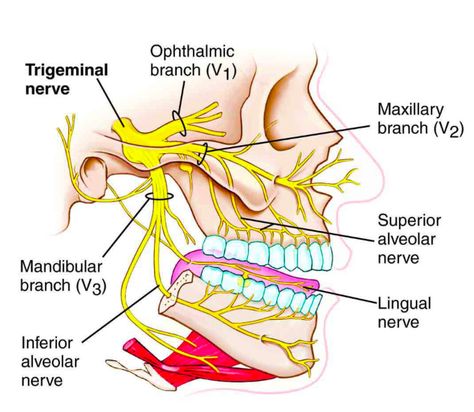 cranial nerve #5: Trigeminal nerve! it is the largest/thickest of the cranial nerves. It is both a sensory and a motor nerve. It provides sensory information to face (touch, pain and temperature) and muscles of mastication. For motor, it provides the chewing motion and the temporals (elevation of mandible). Trigeminal Nerve, Nerve Anatomy, Medical Dictionary, Kedokteran Gigi, Dental Hygiene School, Dental Anatomy, Facial Nerve, Cranial Nerves, Muscle Anatomy