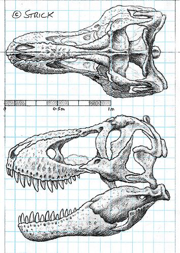 T Rex Skeleton, Tyrannosaurus Rex Skeleton, Traditional Viking Tattoos, Skeleton Drawing, Dinosaur Sketch, Skull Sketch, Skeleton Drawings, Dinosaur Drawing, Dinosaur Skeleton