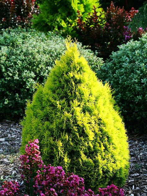 Chartreuse Plants, Trailer Garden, Evergreen Gardens, Large Garden Planters, Alberta Spruce, Conifers Garden, Thuja Occidentalis, Gardening Zones, Garden Area