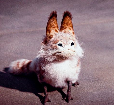 Star Wars Animals, Star Wars Creatures, Loth Cat, Fanart Inspiration, Dad Aesthetic, Sw Rebels, Star Wars Species, Wolf Totem, Jedi Sith