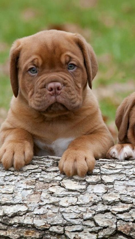 Bordeaux Wallpaper, Bordeaux Dog, Writing Reviews, Mastiff Breeds, Giant Dog Breeds, French Mastiff, Mastiff Puppies, Fierce Animals, Wallpaper For Android