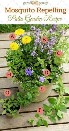 Mosquito Repelling Potted Plants, Mosquito Repelling Planter Ideas, Mosquito Repelling Plants Patios, Pollinator Container Garden, Flowers That Repel Mosquitos, Bug Repellent Plants Pots, Container Flower Ideas, Container Gardening Flowers Combinations, Sun Loving Plants For Containers