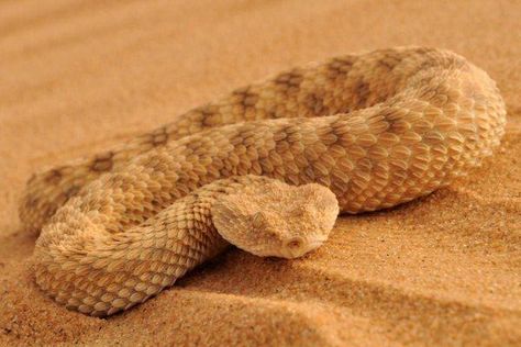 Dwarf Sahara Sand Viper (Cerastes Vipera) Tarot Elements, Horned Viper, Adder Snake, Desert Creatures, Sharon Alexie, Pit Vipers, The Burning Bush, Viper Snake, Reference Animals