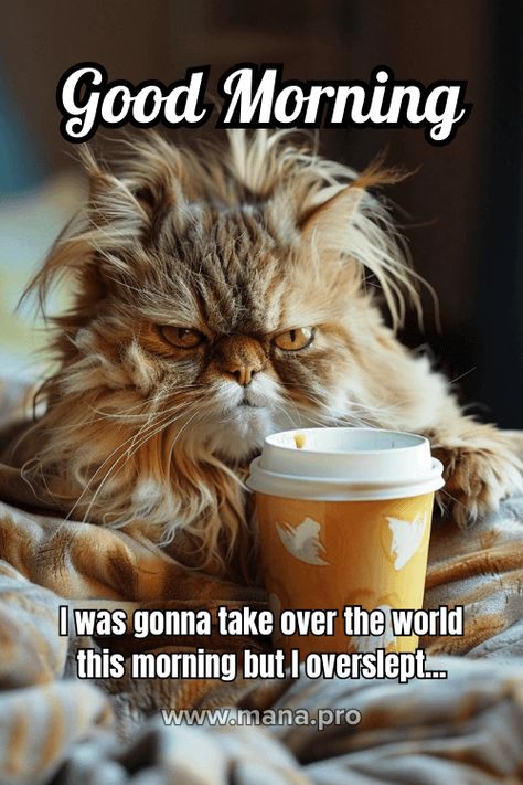 Funny Morning Quotes Humor Hilarious, Happy Monday Images Funny, Good Morning Images Funny, Good Morning Happy Tuesday Images, Good Morning Happy Monday Images, Funny Good Morning Wishes, Good Day Images, Happy Monday Images, Good Morning Animals