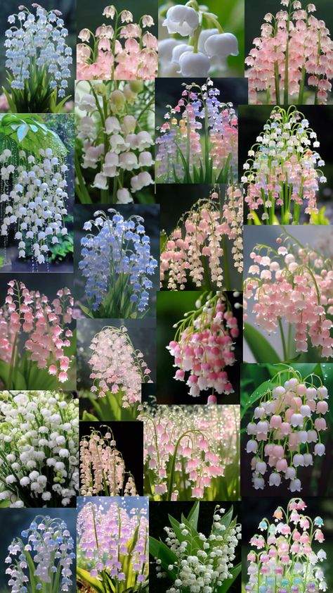 Lily of the Valley #lilyofthevalley #flowers Pretty Flowers Pictures, Purple Lily, Luxury Flower Bouquets, Lily Of The Valley Flowers, Valley Flowers, Flower Wallpapers, Nothing But Flowers, Cute Flower Wallpapers, Flower Therapy