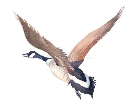 Hand drawn sketch of Flying Canada goose on a white background. Watercolor illustration stock illustration Wilderness Tattoo, Canadian Geese, Canada Geese, Flying Tattoo, Drawing Nature, Bird Paintings, 3d Street Art, Background Watercolor, Diy Watercolor