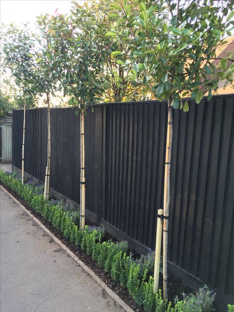 Box Hedge Driveway, Drive Way Fence Ideas, Box Hedge Garden, Backyard Hedge Fence, Hedging In Front Of House, Box Hedge Ideas, Lavender Along Fence, Front Fence Garden Ideas, Red Tip Photinia Privacy Fence