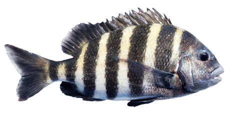 How To Catch Sheepshead (Plus PDF Cheat Sheet & Catch Card) Sheepshead Fish, Lil Doodles, Sand Fleas, Fish Paintings, Sheep Head, Artificial Reef, Salt Water Fishing, Salt Water Fish, Surf Fishing