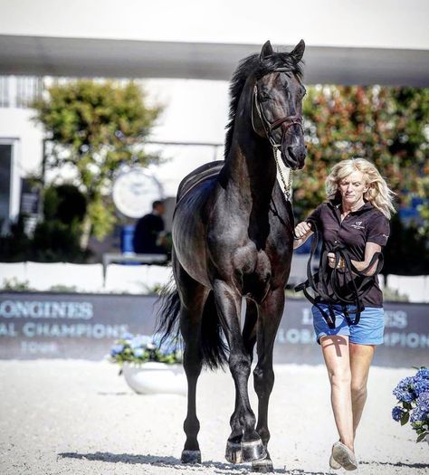 Kwpn Horse, Showjumping Horse, Woman Riding Horse, Global Champions Tour, Equestrian Aesthetic, Eventing Horses, English Horse, Horse Aesthetic, Horse World