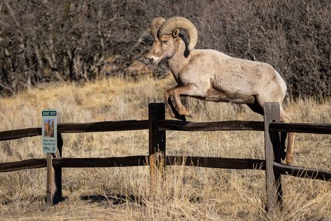 Pictures Ovis bighorn sheep Jump Fence animal Sheep Jumping, Bighorn Sheep, Year Of The Snake, Fence Paint, Sketchbook Ideas, Free Picture, Desktop Wallpapers, Wallpaper Pc, Pen Drawing