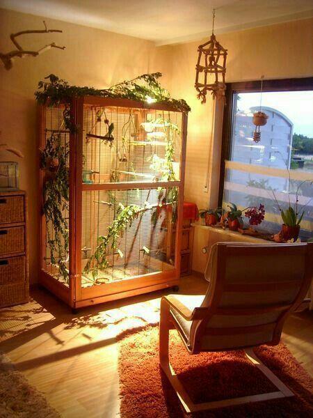 Indoor Aviary Indoor Aviary, Parrot Ideas, Budgie Cage, Animal Homes, Diy Bird Cage, Bird Cage Design, Play Wall, Diy Bird Toys, Pet Bird Cage