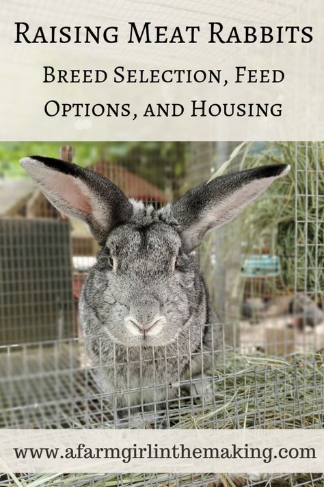 Raising Meat Rabbits | Breeds, Feed, Housing | A Farm Girl in the Making Raising Bunnies For Meat, Breeding Rabbits For Meat, Meat Rabbit Set Up, Meat Rabbits Housing, Rabbit Keeping, Homestead Rabbits, Raising Meat Rabbits, Meat Rabbits Breeds, Rabbits For Meat