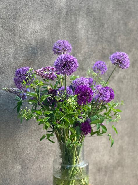 Purple color Allium - Ornamental Onion 💜 Late spring Flowers 🤍 #Allium #OrnamentalOnion #LatespringFlowers #percvietejosziedus #therapyofflowers #dekorativiesipoli #vietējieziedi Allium Flowers Bouquet, Allium Bouquet Wedding, Allium Bouquet, Allium Arrangement, Ornamental Onion, Allium Sphaerocephalon, Onion Flower, Allium Flowers, Purple Centerpieces