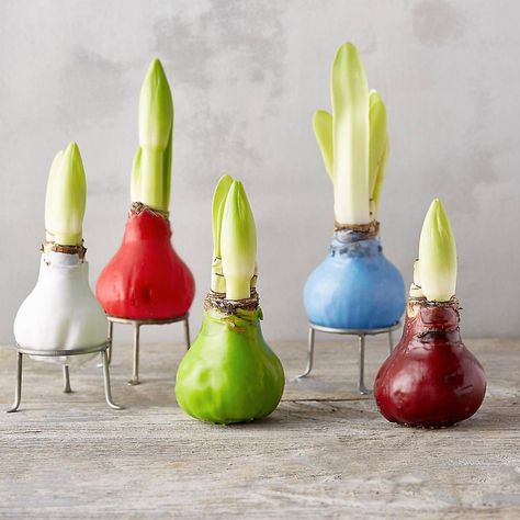 Time to start our amaryllis bulbs for blooms by Christmas! These wax-dipped varieties from the Dutch Flower Market grow and bloom with just sunlight and no care at all — making perfect gifts for novice green thumbs! Small Plant Stand, Plant Display Ideas, Amaryllis Bulbs, Modern Love, Plant Shelves, All About Plants, Flower Farm, Small Plants, Flower Market