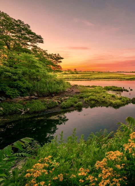 Meadow With River, Scenery Photography, Beach Night, Cute Little Animals, Beach Sunset, Wild Flowers, Nature Photography, Natural Landmarks, Flowers