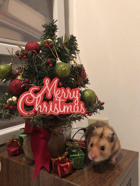 merry christmas! this is toffees little tree! Hamster Christmas, Christmas Hamster, Cute Hamsters, Fluffy Animals, Hamsters, Rodents, Cute Little Animals, Toffee