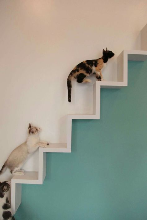 High Ceiling Cat Wall, Cat Walkway, Katt Diy, Cat Room Decor, Cat Climbing Wall, Cat Furniture Design, Katt Grejer, Kat Diy, Cat Patio