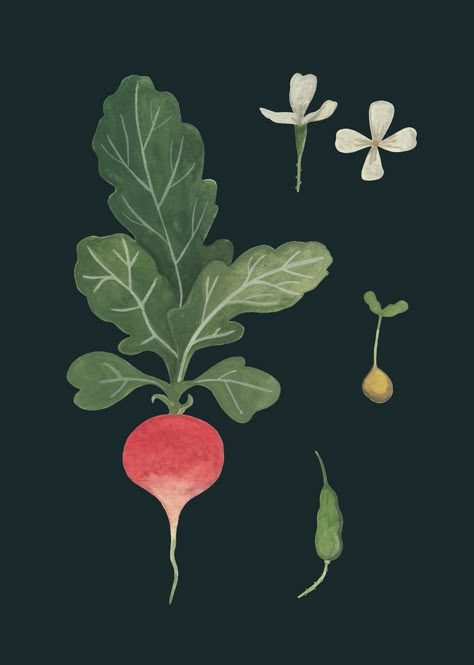 Radish Botanical Illustration, Illustration Art Plants, Fruits And Vegetables Illustration, Radish Illustration, Veggie Illustration, Veggies Illustration, Radish Art, Vegetables Illustration, Veggie Art