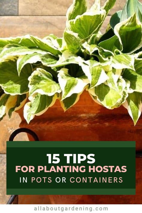 If you are struggling to properly plant hostas in pots or containers this season, you've come to the right place! Hostas are a shade garden favorite, and grow spectacularly in pots or containers. Indoor Hosta Plant, Hostas In Planters, Hosts In Pots, Potted Hostas Front Porches, Potted Hostas, Hostas In Containers, Planting Hostas, Hostas In Pots, Blue Hosta